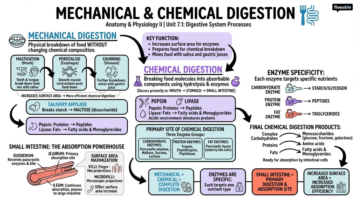7.1 Mechanical and Chemical Digestion - Anatomy and Physiology II - Unit 7 visual cheatsheet
