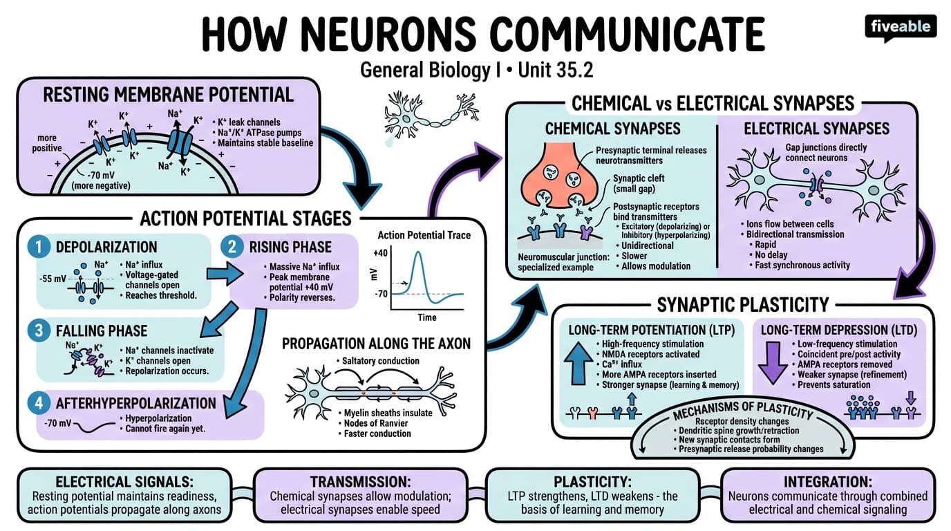 35.2 How Neurons Communicate - General Biology I - Unit 35 visual cheatsheet
