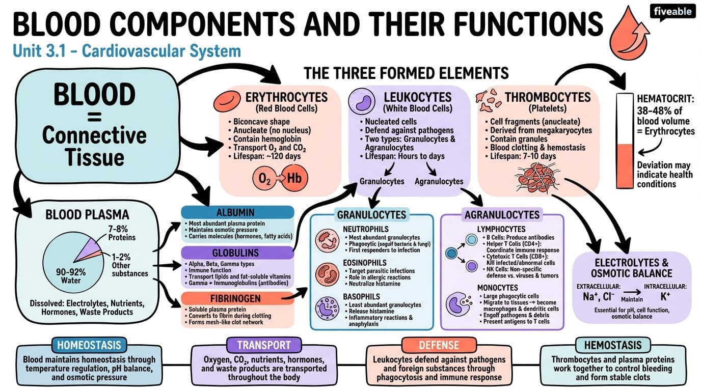 3.1 Blood Components and Their Functions - Anatomy and Physiology II - Unit 3 visual cheatsheet