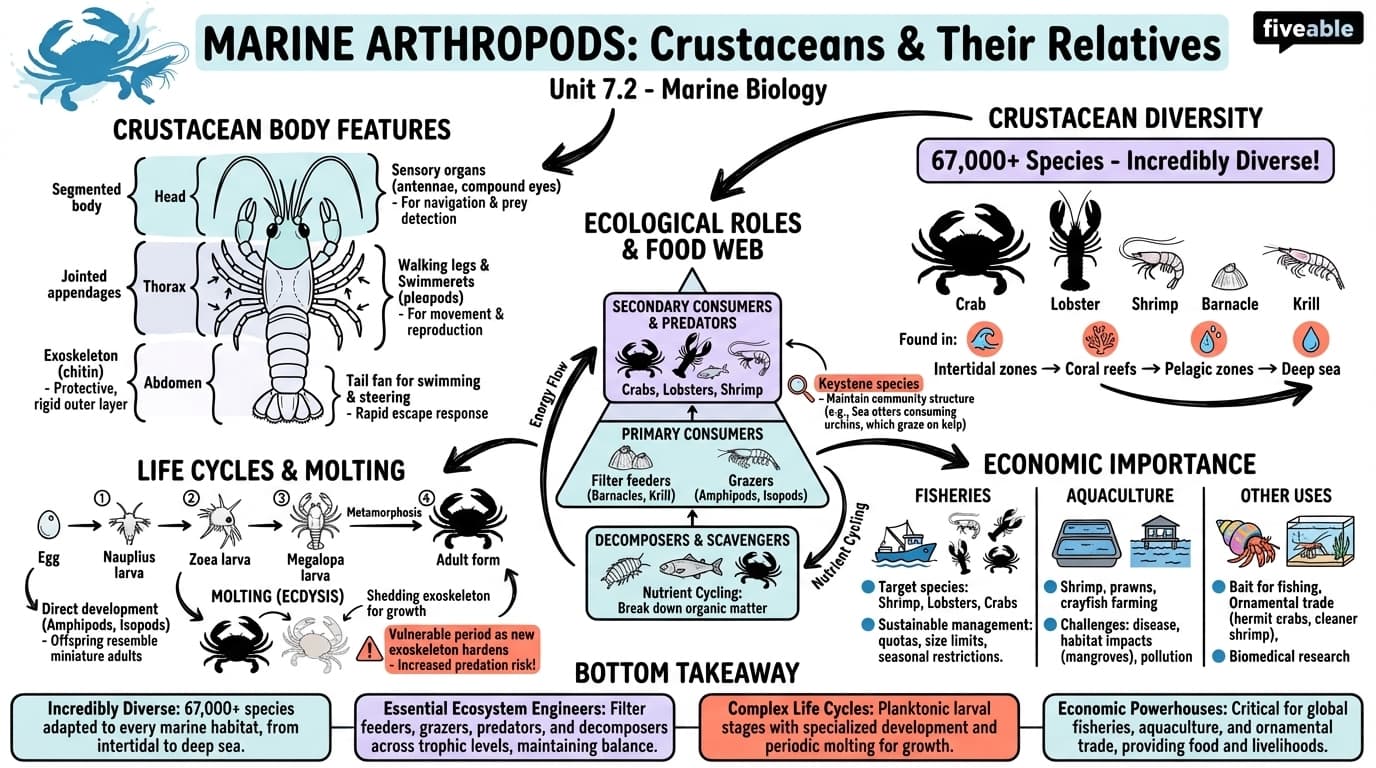 7.2 Marine arthropods: crustaceans and their relatives - Marine Biology - Unit 7 visual cheatsheet