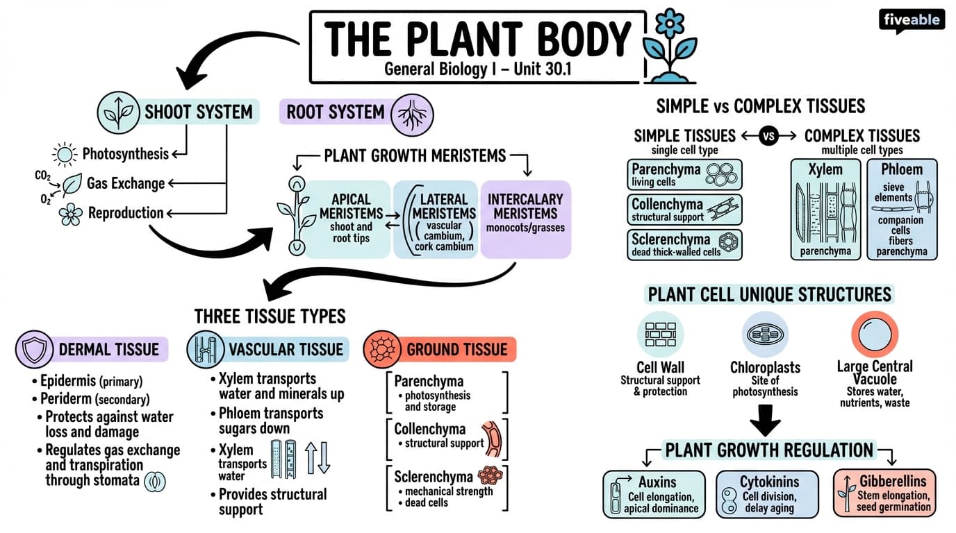 30.1 The Plant Body - General Biology I - Unit 30 visual cheatsheet