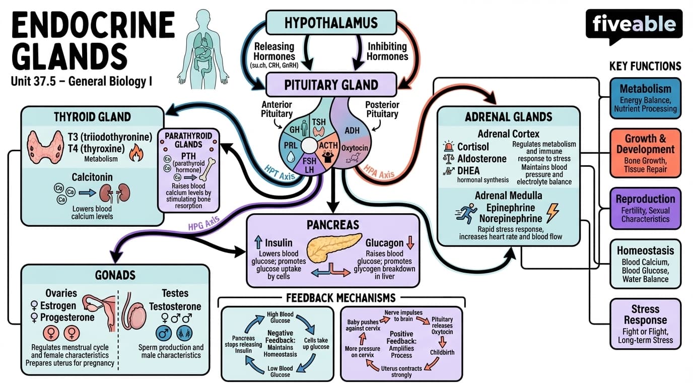 37.5 Endocrine Glands - General Biology I - Unit 37 visual cheatsheet