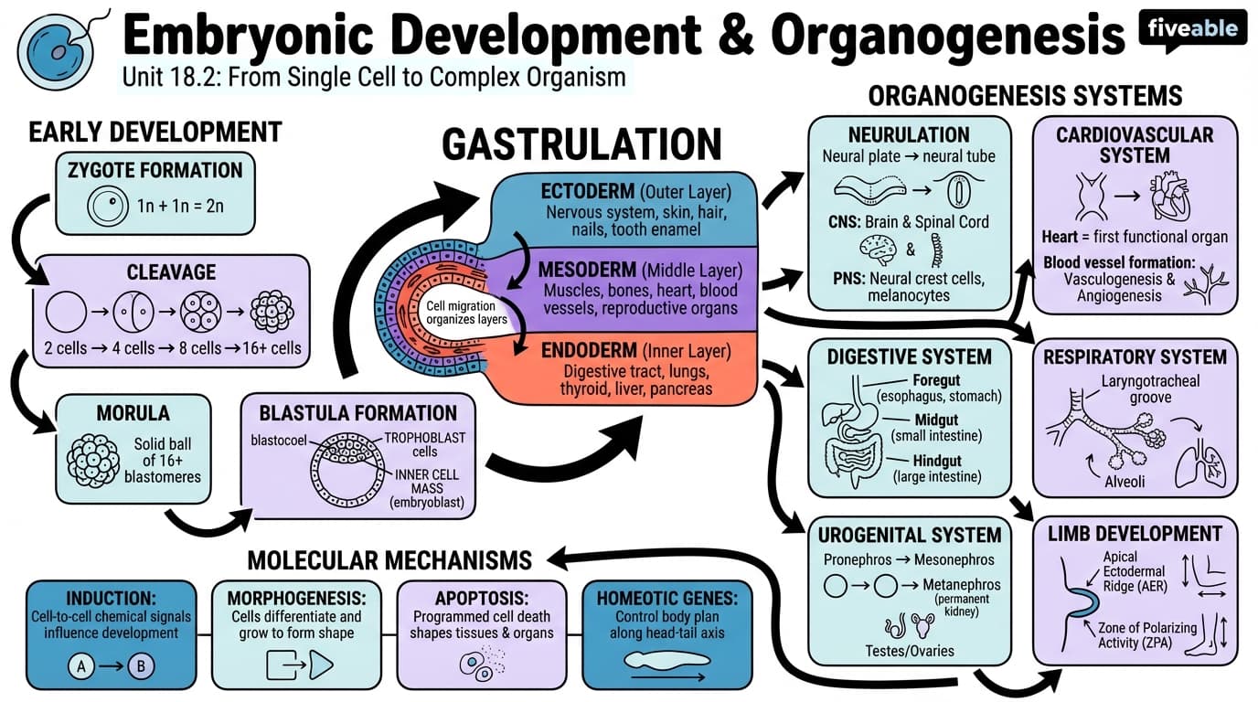 18.2 Development and Organogenesis - Biology for Non-STEM Majors - Unit 18 visual cheatsheet