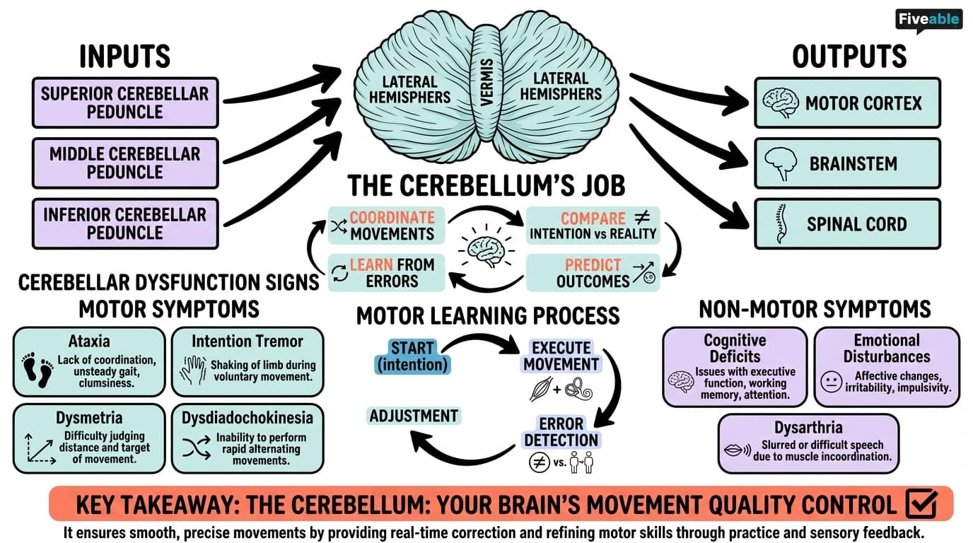 5.4 Cerebellum and motor coordination - Intro to Brain and Behavior - Unit 5 visual cheatsheet