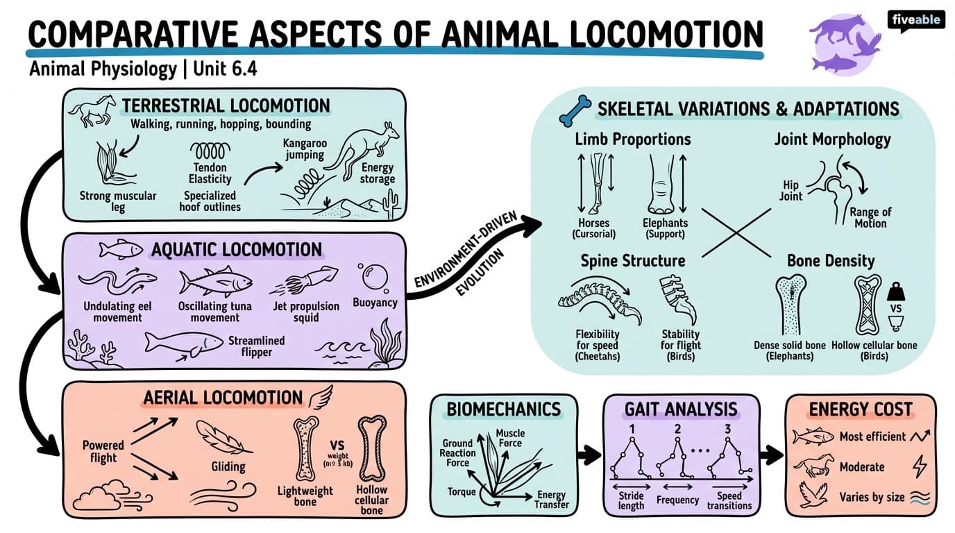 6.4 Comparative aspects of animal locomotion - Animal Physiology - Unit 6 visual cheatsheet