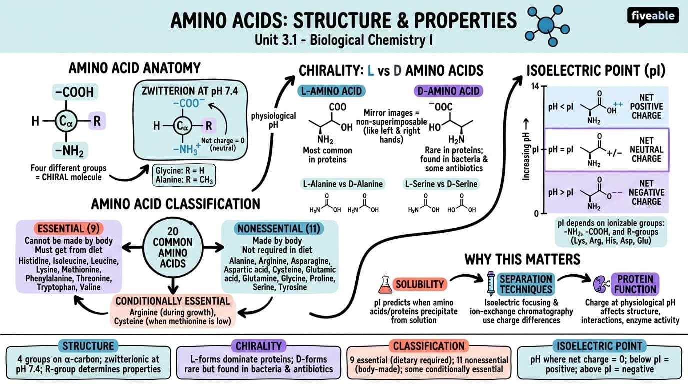 3.1 Structure and properties of amino acids - Biological Chemistry I - Unit 3 visual cheatsheet