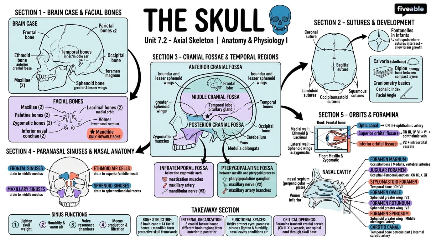 7.2 The Skull - Anatomy and Physiology I - Unit 7 visual cheatsheet