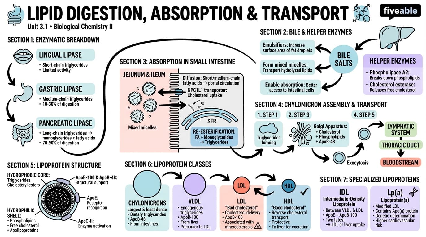 3.1 Lipid digestion, absorption, and transport - Biological Chemistry II - Unit 3 visual cheatsheet