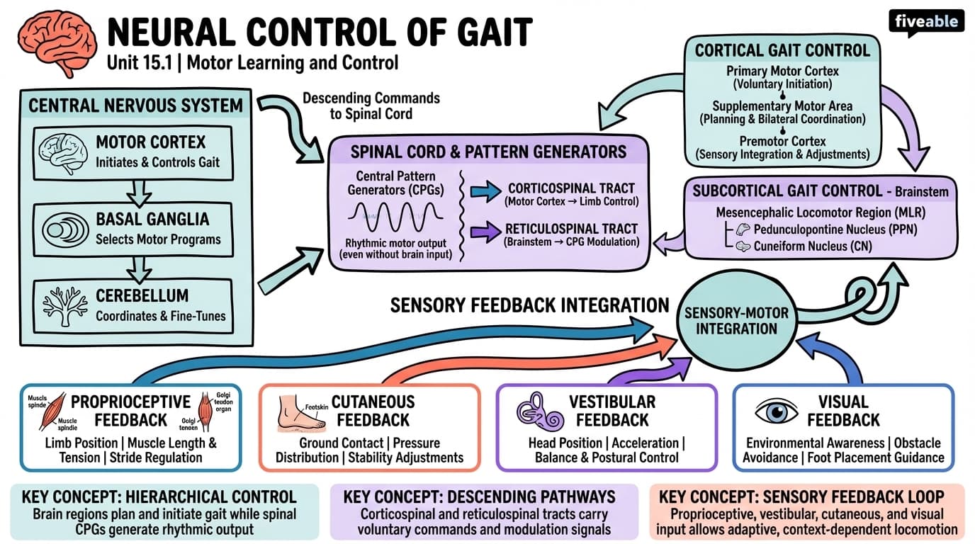 15.1 Neural Control of Gait - Motor Learning and Control - Unit 15 visual cheatsheet