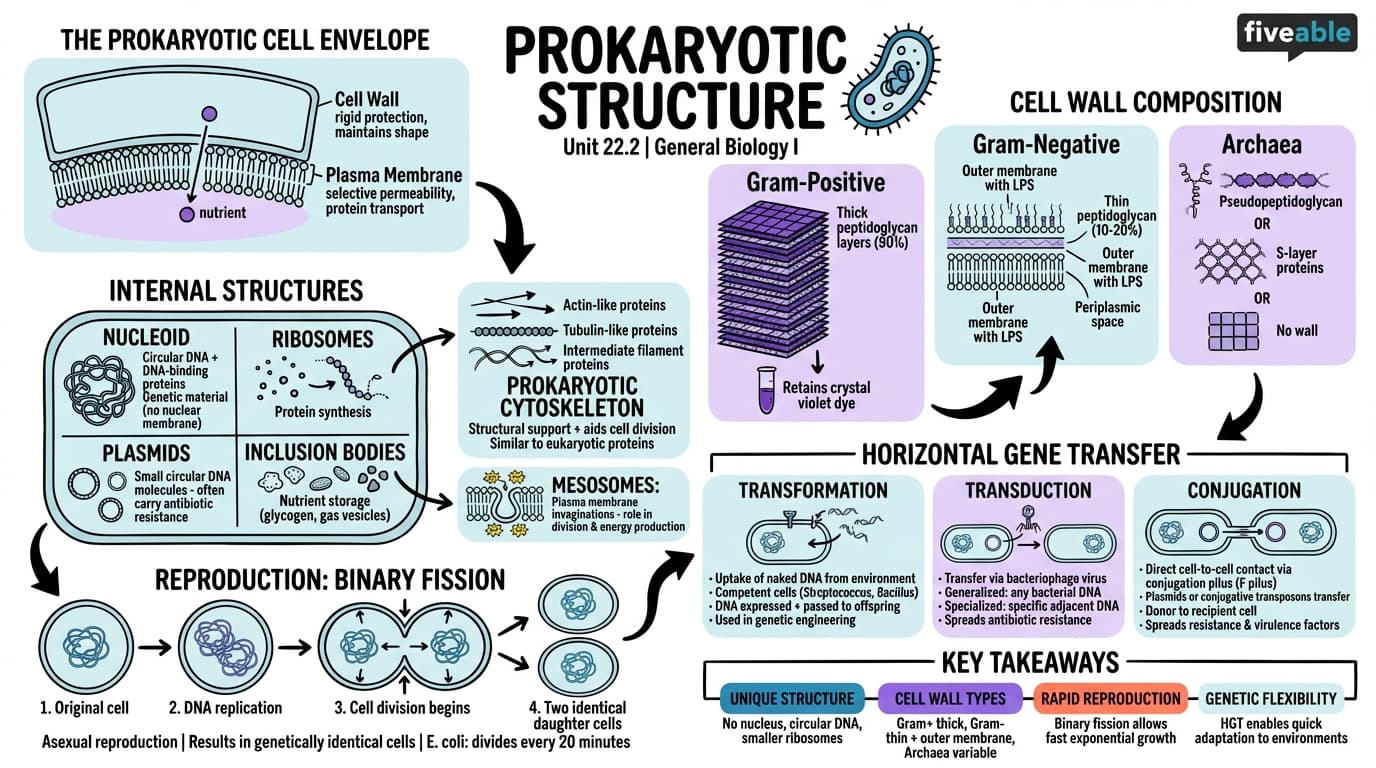 22.2 Structure of Prokaryotes: Bacteria and Archaea - General Biology I - Unit 22 visual cheatsheet