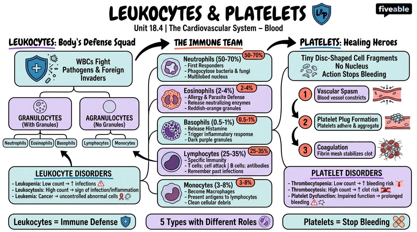 18.4 Leukocytes and Platelets - Anatomy and Physiology I - Unit 18 visual cheatsheet
