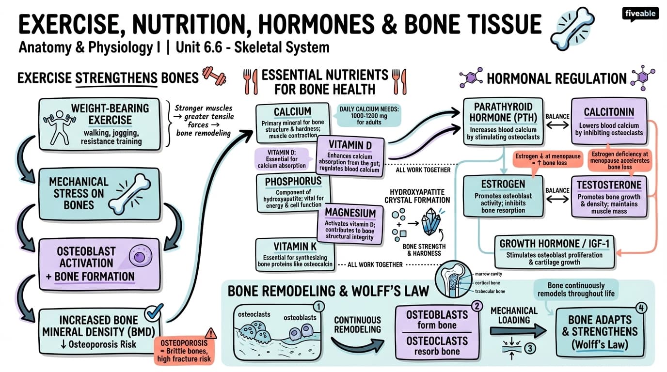 6.6 Exercise, Nutrition, Hormones, and Bone Tissue - Anatomy and Physiology I - Unit 6 visual cheatsheet