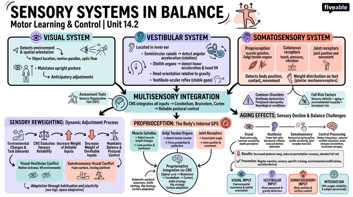 14.2 Sensory Systems in Balance - Motor Learning and Control - Unit 14 visual cheatsheet