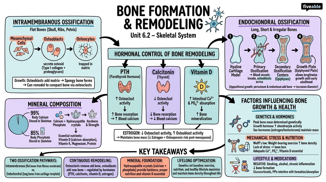 6.2 Bone Formation and Remodeling - Honors Anatomy and Physiology - Unit 6 visual cheatsheet
