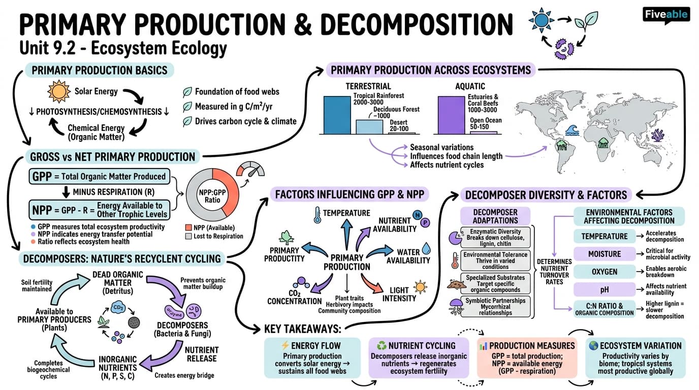 9.2 Primary Production and Decomposition - Intro to Ecology - Unit 9 visual cheatsheet