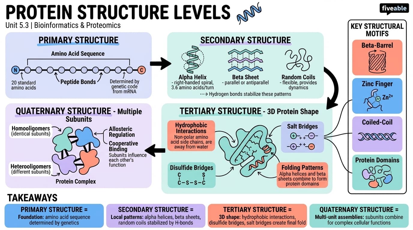 5.3 Protein structure levels - Bioinformatics - Unit 5 visual cheatsheet