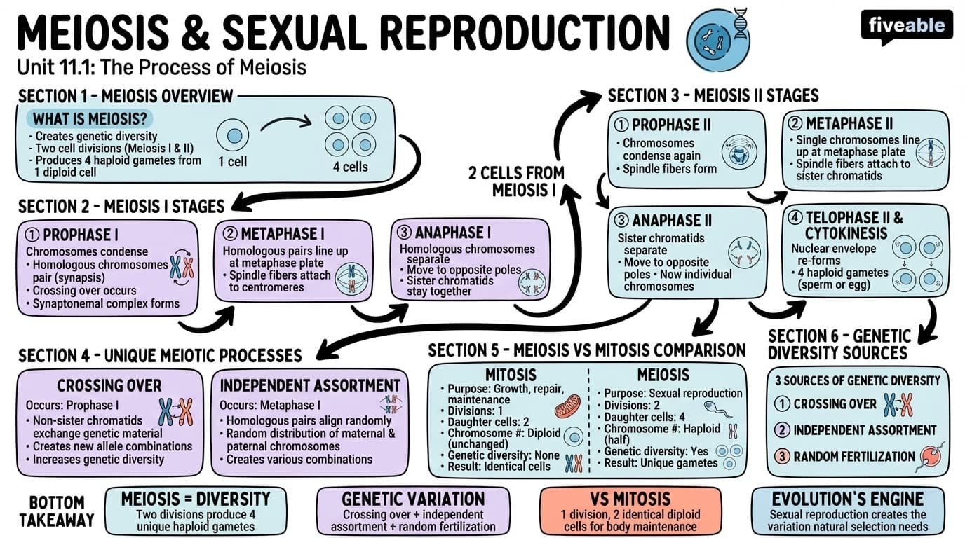 11.1 The Process of Meiosis - General Biology I - Unit 11 visual cheatsheet