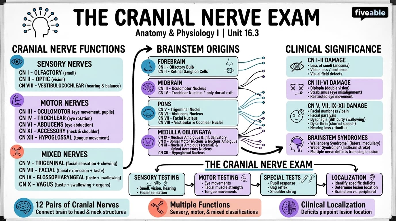 16.3 The Cranial Nerve Exam - Anatomy and Physiology I - Unit 16 visual cheatsheet