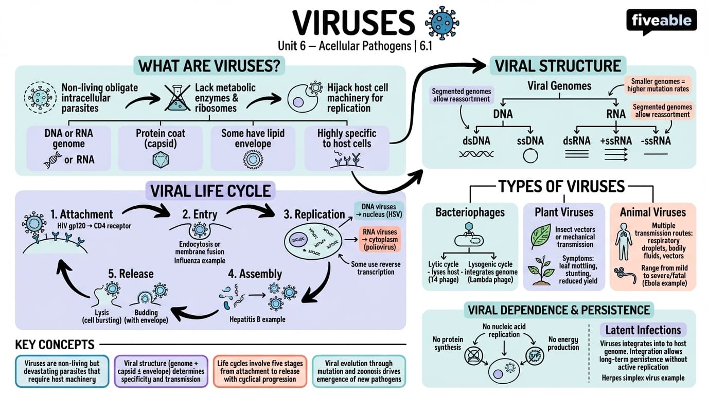 6.1 Viruses - Microbiology - Unit 6 visual cheatsheet