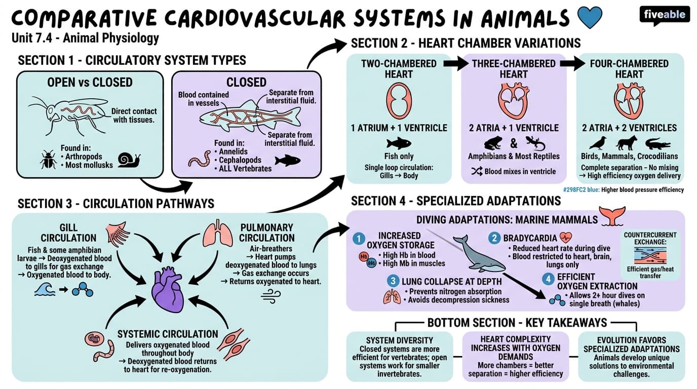 7.4 Comparative cardiovascular systems in animals - Animal Physiology - Unit 7 visual cheatsheet