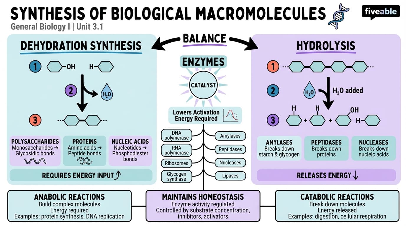 3.1 Synthesis of Biological Macromolecules - General Biology I - Unit 3 visual cheatsheet