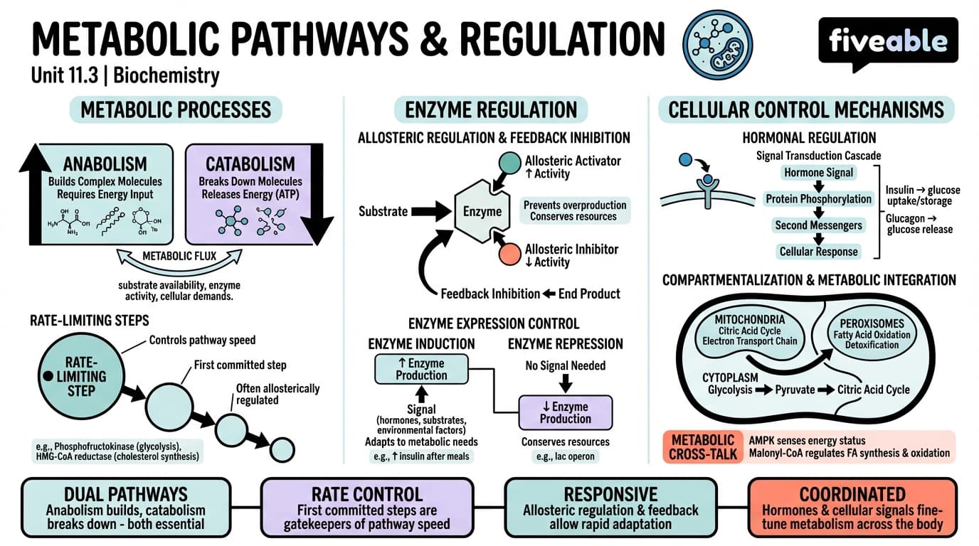 11.3 Metabolic Pathways and Their Regulation - Biochemistry - Unit 11 visual cheatsheet