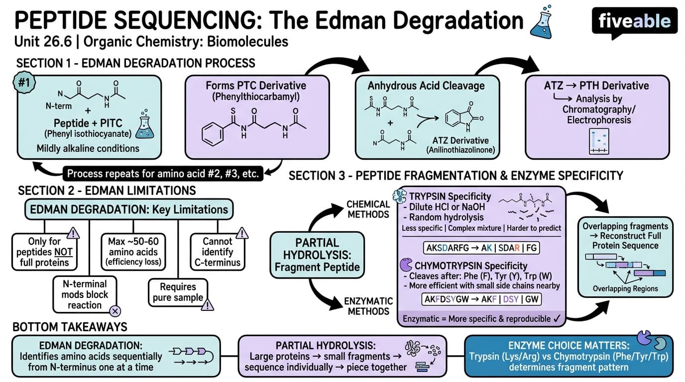 26.6 Peptide Sequencing: The Edman Degradation - Organic Chemistry - Unit 26 visual cheatsheet