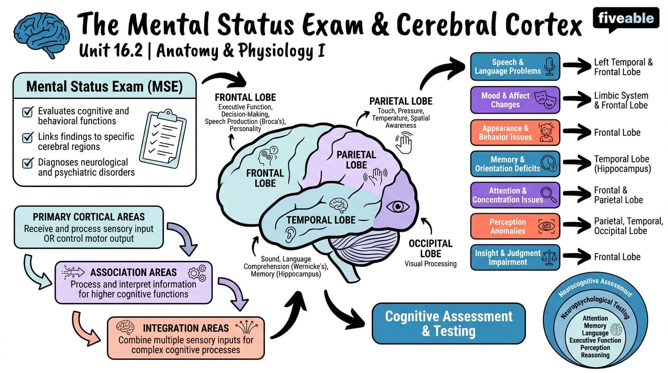 16.2 The Mental Status Exam - Anatomy and Physiology I - Unit 16 visual cheatsheet