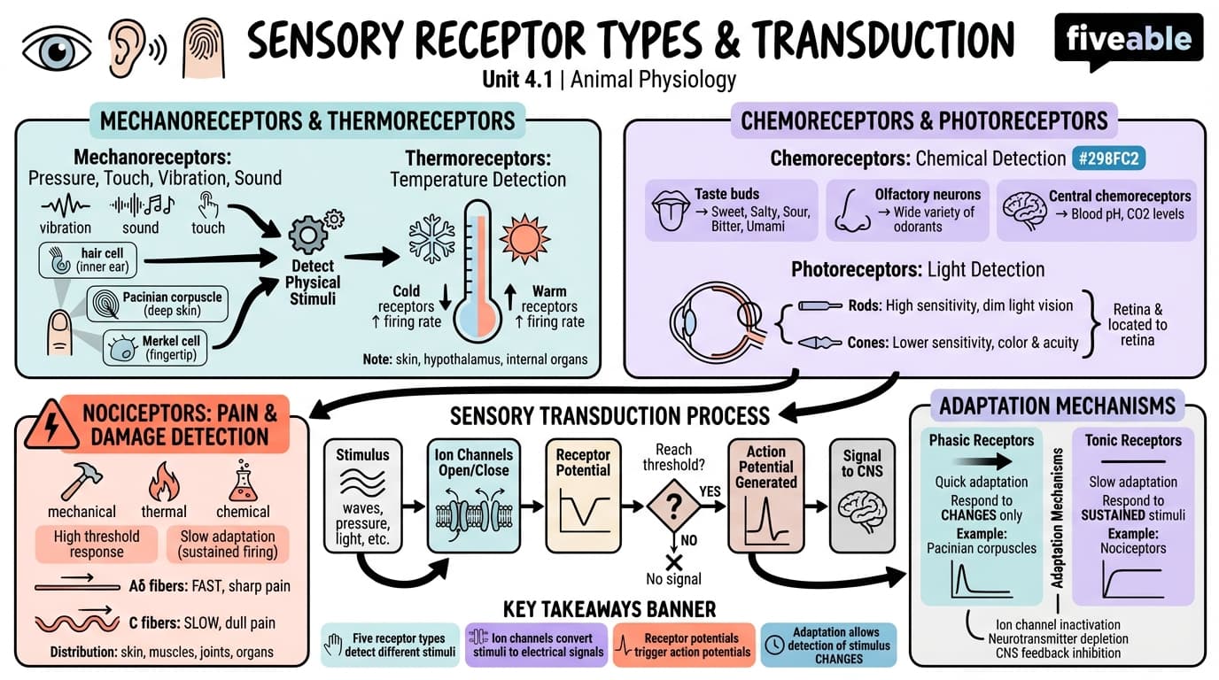 4.1 Sensory receptor types and transduction mechanisms - Animal Physiology - Unit 4 visual cheatsheet