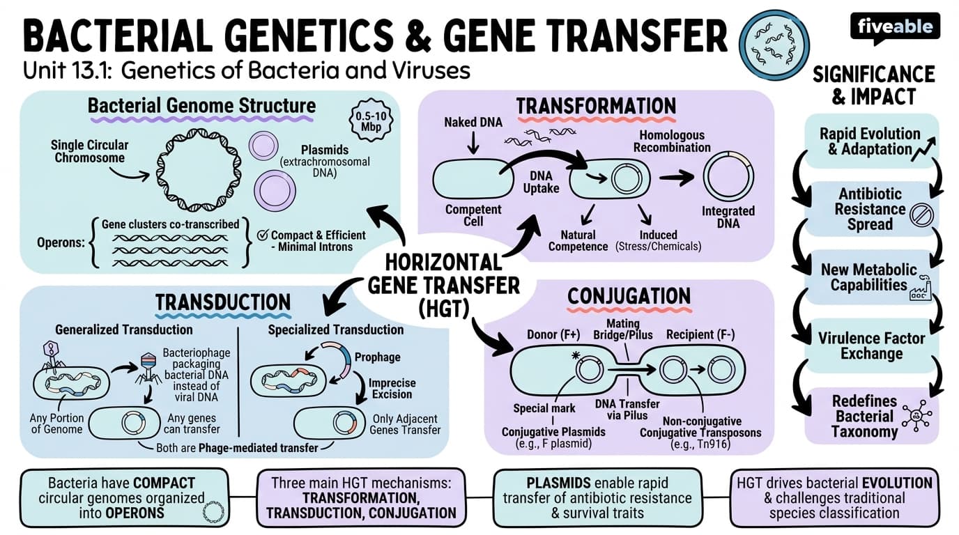 13.1 Bacterial Genetics and Gene Transfer - General Genetics - Unit 13 visual cheatsheet