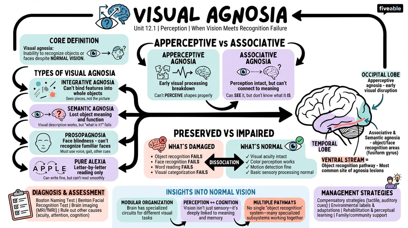 12.1 Visual agnosia - Perception - Unit 12 visual cheatsheet