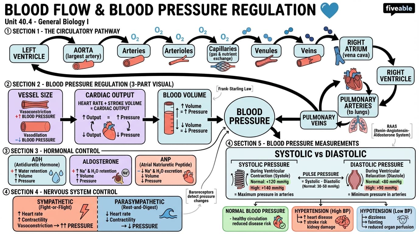 40.4 Blood Flow and Blood Pressure Regulation - General Biology I - Unit 40 visual cheatsheet