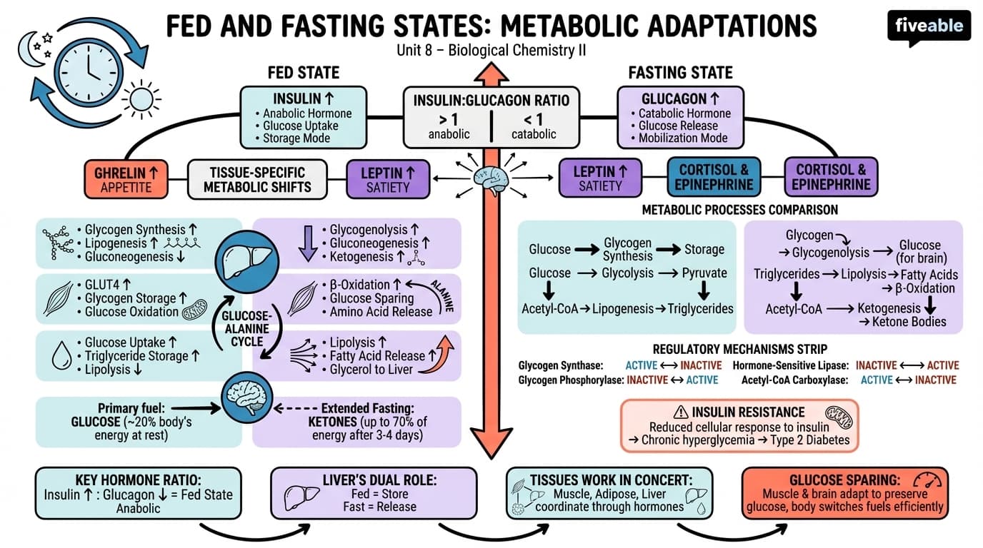 8.1 Fed and fasting states: metabolic adaptations - Biological Chemistry II - Unit 8 visual cheatsheet