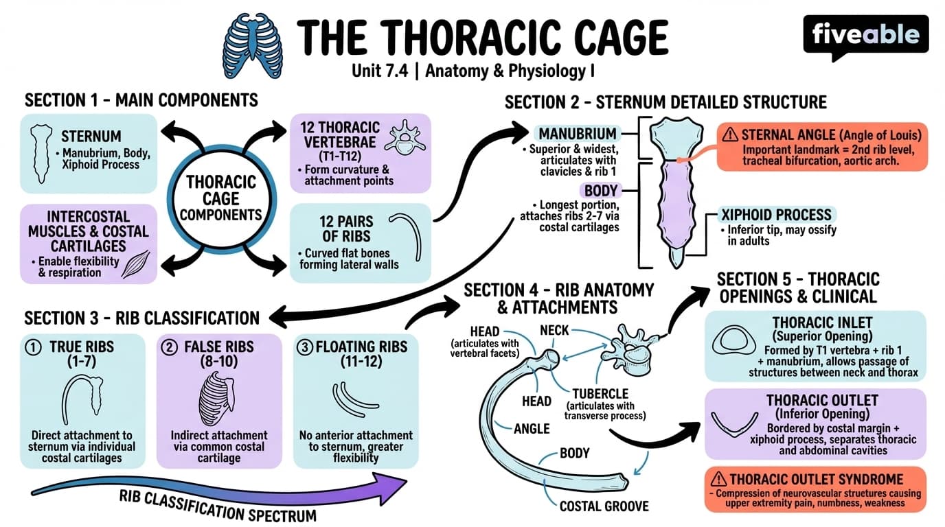 7.4 The Thoracic Cage - Anatomy and Physiology I - Unit 7 visual cheatsheet