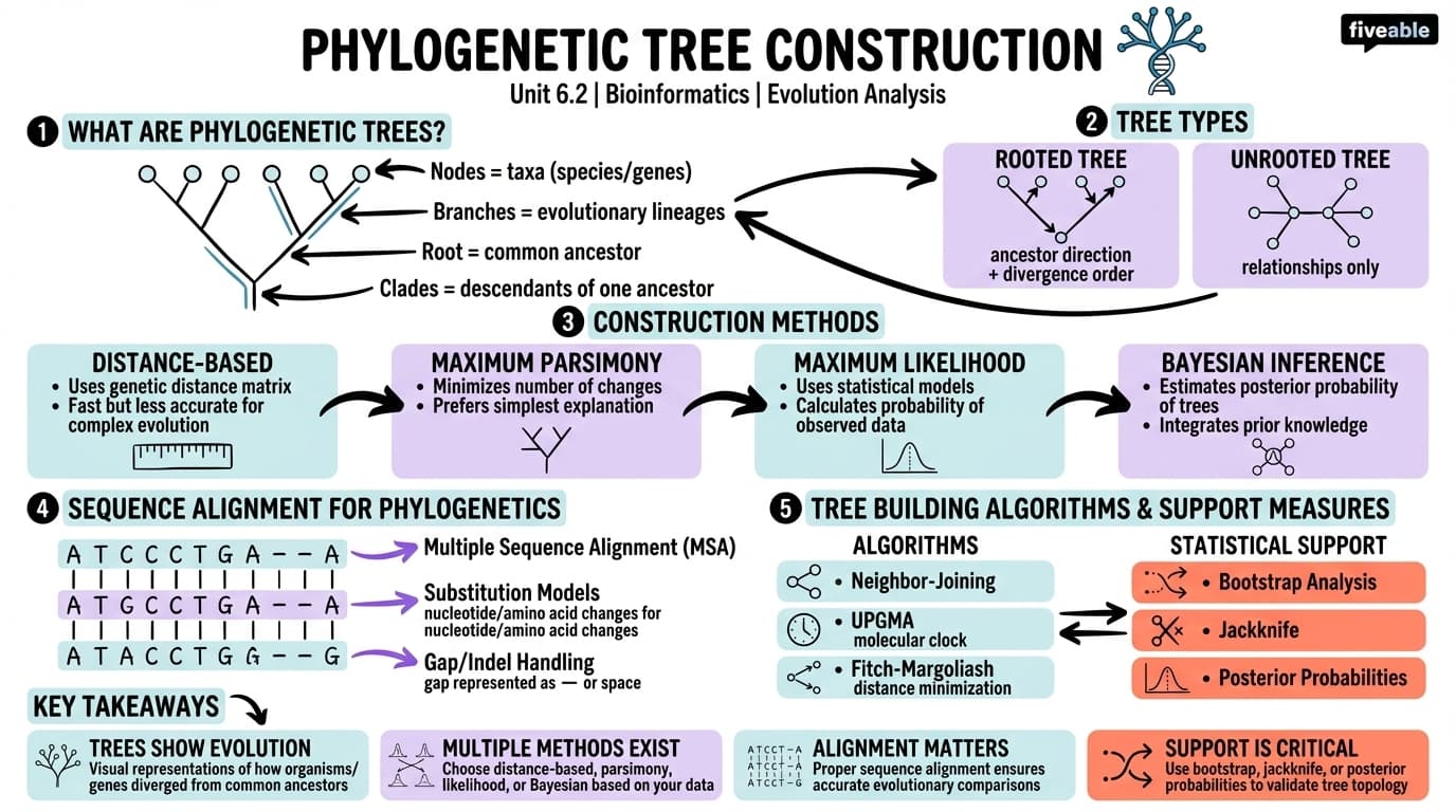 6.2 Phylogenetic tree construction - Bioinformatics - Unit 6 visual cheatsheet