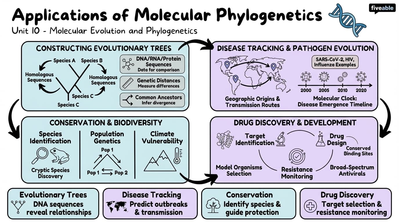10.4 Applications of molecular phylogenetics - Molecular Biology - Unit 10 visual cheatsheet