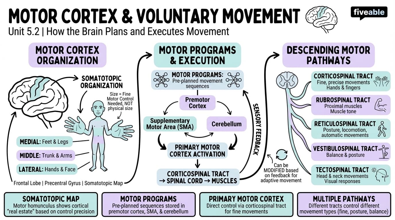 5.2 Motor cortex and voluntary movement - Intro to Brain and Behavior - Unit 5 visual cheatsheet