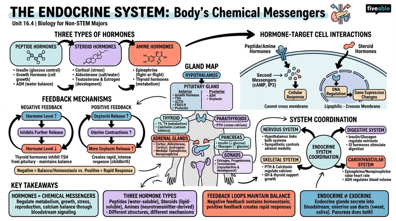 16.4 Endocrine System - Biology for Non-STEM Majors - Unit 16 visual cheatsheet