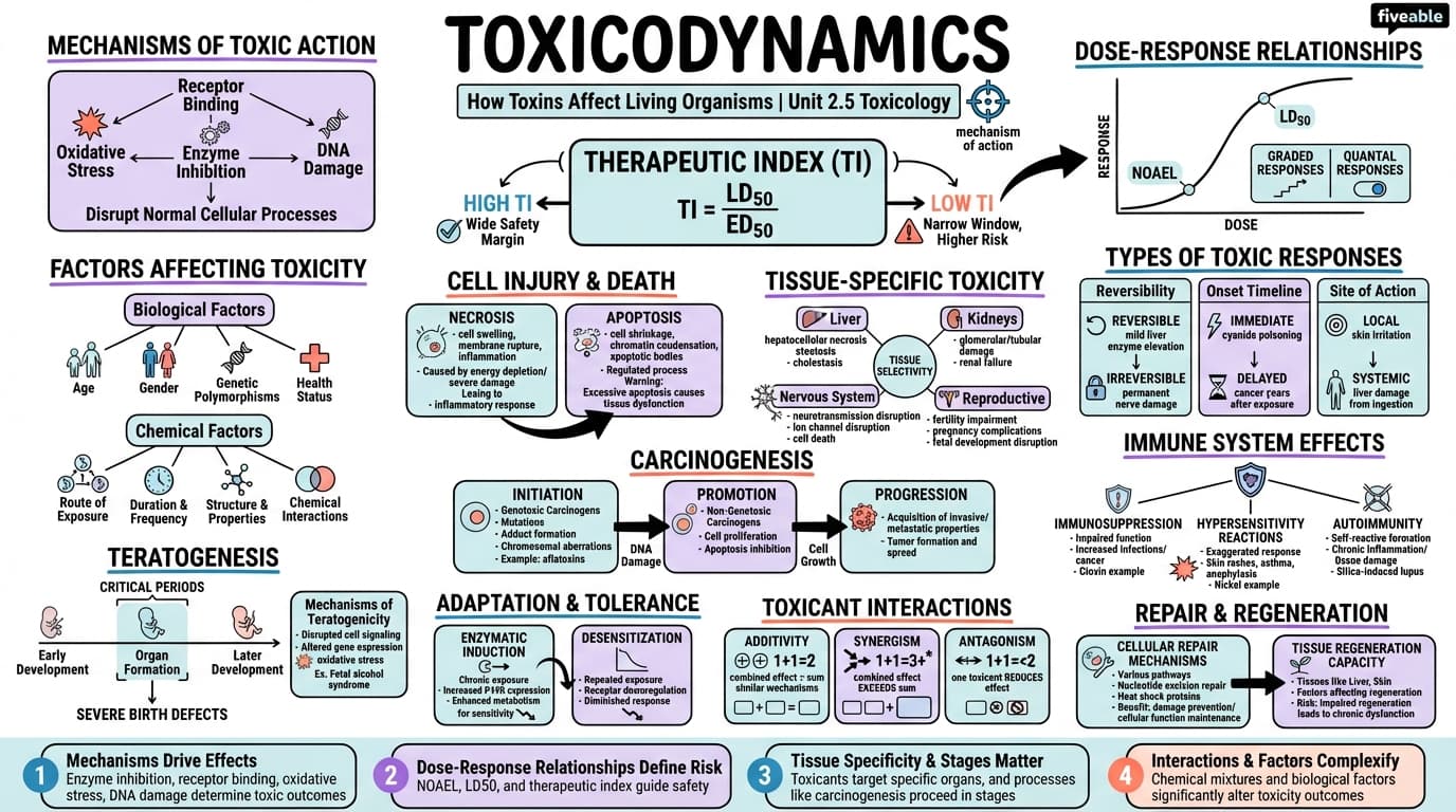 2.5 Toxicodynamics - Toxicology - Unit 2 visual cheatsheet