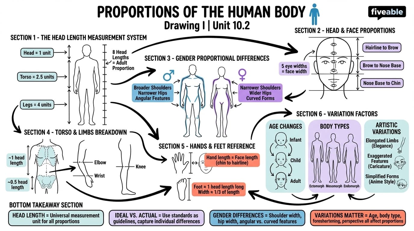 10.2 Proportions of the human body - Drawing I - Unit 10 visual cheatsheet