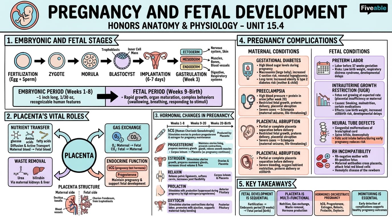 15.4 Pregnancy and Fetal Development - Honors Anatomy and Physiology - Unit 15 visual cheatsheet