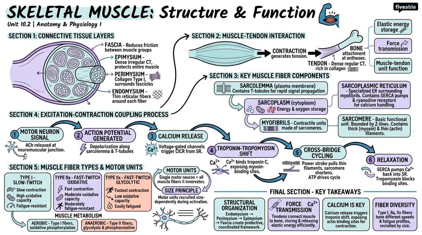 10.2 Skeletal Muscle - Anatomy and Physiology I - Unit 10 visual cheatsheet