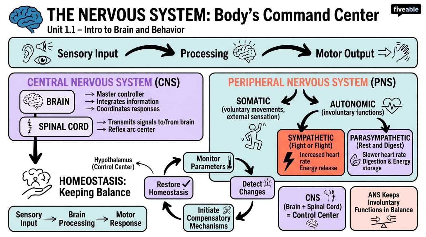 1.1 Overview of the nervous system - Intro to Brain and Behavior - Unit 1 visual cheatsheet