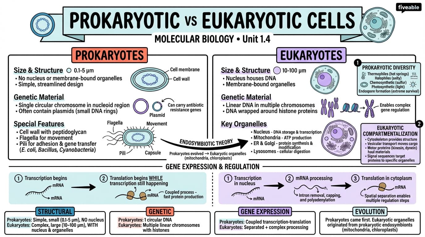 1.4 Prokaryotic and eukaryotic cells - Molecular Biology - Unit 1 visual cheatsheet