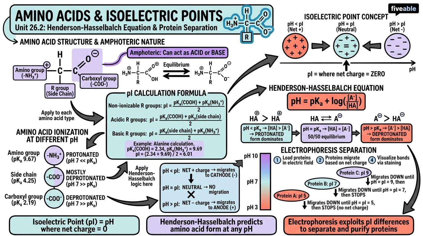 26.2 Amino Acids and the Henderson–Hasselbalch Equation: Isoelectric Points - Organic Chemistry - Unit 26 visual cheatsheet
