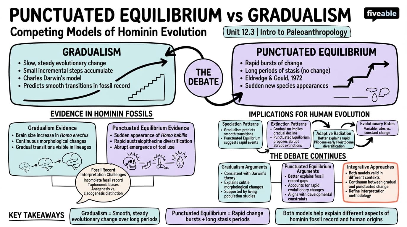 12.3 Punctuated Equilibrium vs. Gradualism - Intro to Paleoanthropology - Unit 12 visual cheatsheet