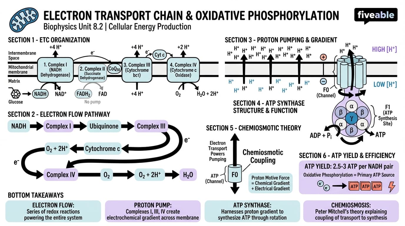 8.2 Electron transport chain and oxidative phosphorylation - Biophysics - Unit 8 visual cheatsheet