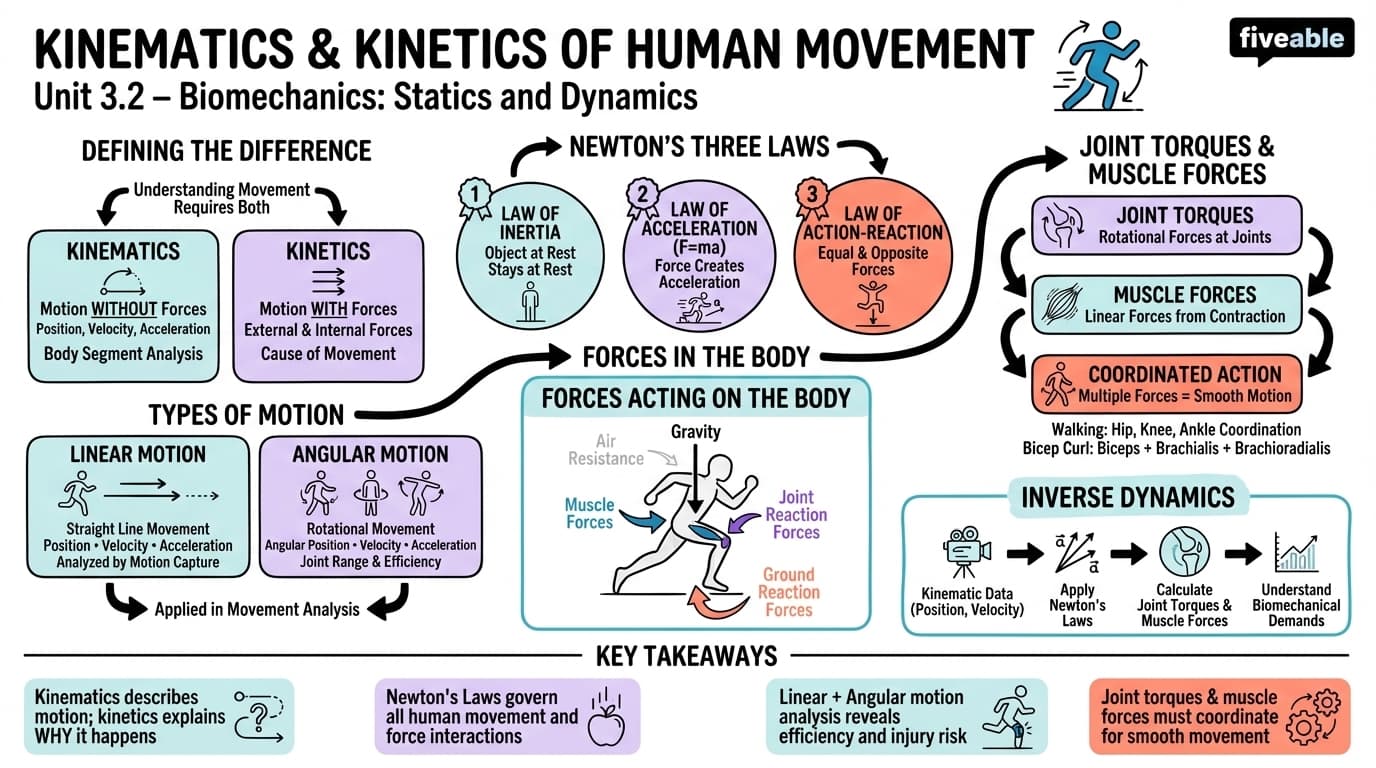 3.2 Kinematics and Kinetics of Human Movement - Biomedical Engineering I - Unit 3 visual cheatsheet