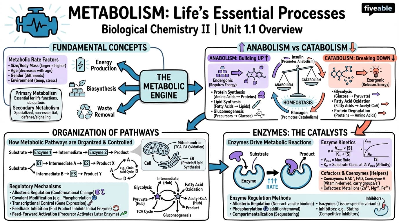 1.1 Overview of metabolism - Biological Chemistry II - Unit 1 visual cheatsheet