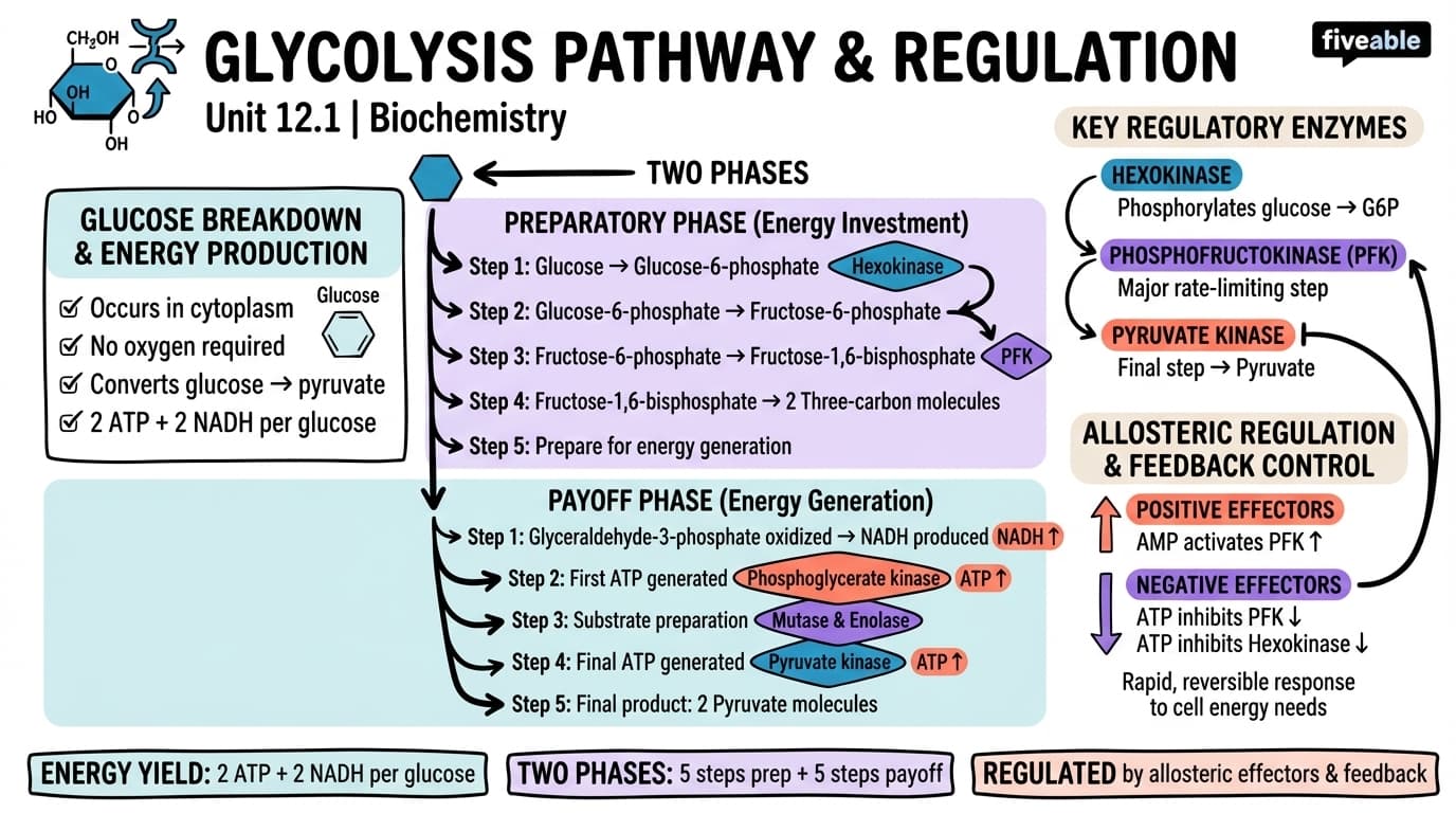 12.1 Glycolysis Pathway and Regulation - Biochemistry - Unit 12 visual cheatsheet